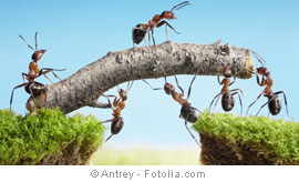 © Antrey - Fotolia.com